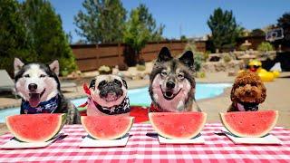 Epic Watermelon Eating Contest!