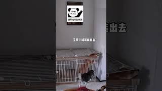 宝的实力是你们无法想象的柴犬 萌宠日常记录 养狗的乐趣 萌宠vlog 铲屎官日记