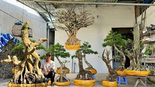 Duy Mạnh 7/11 chào bán rất nhiều loại bonsai cây cảnh, đa dạng kích cở #0903095052