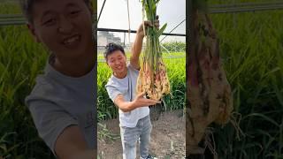 How to grow crisp and tender ginger?Ridge + sandy soil planting,come out 又脆又嫩的生薑如何種植的？起壟+沙土壤種植，一拔就出來