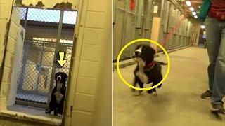 A Dog From Shelter Couldn't Hold Back His Tears When He Realized That They Had Come to Take Him Away