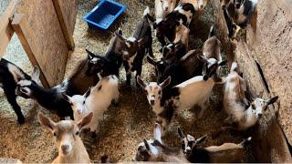 Goats are serious about breakfast!