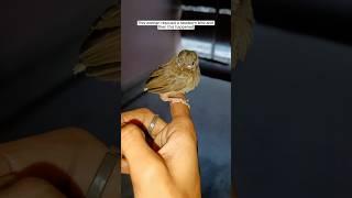 This woman rescued a newborn bird and then this happened #animalshorts #shortvideo