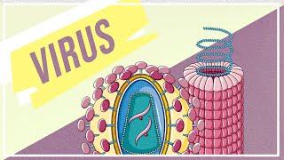 Virus : introduzione, classificazione e replicazione | Pillole di Scienza