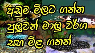 Low price fish care and price in sri lanka/DHANUM SAGARAYA