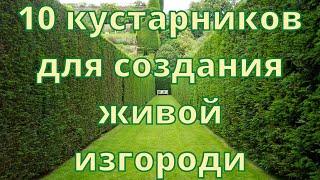 10 кустарников для создания живой изгороди