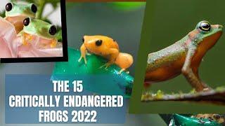 The 15 Critically Endangered Frogs 2022