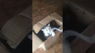 Jaspurr in a Box learning how a wave functions on a string