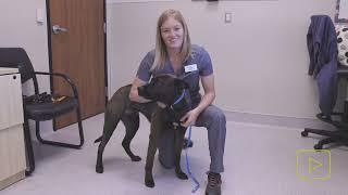 Restraint of "Caution" Dogs for Nail Trims