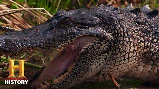 Swamp People: Alligator Population Explodes (Season 10) | History