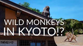 We Found WILD MONKEYS in Kyoto?