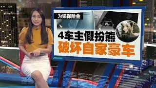 为骗保险金   4车主扮野生熊破坏自家豪车 | 新闻报报看 16/11/2024