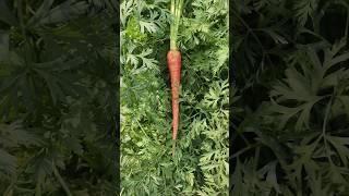 Fresh & Homegrown!  Harvesting Organic Carrots from My Terrace Garden! #Gardening #Organic #Harvest