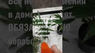 Обработка растений от вредителей / важное правило/ комнатные растения/ уход #indoorplant #plant #дом