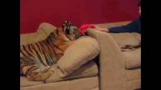 Hanging at home with Jonas the tiger!