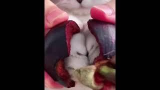 Paws in a fruit!?  #shorts #video