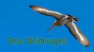 Onze weidevogels   2020