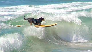 Surfing Dogs