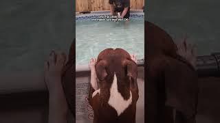 Dog Teaches His Little Sister How To Swim  | The Dodo  #dog #dodoanimals