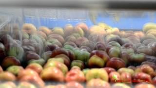 Ταξινόμηση πλακέ ροδακίνου. Grading , sizing machines processing classification for flat peaches.