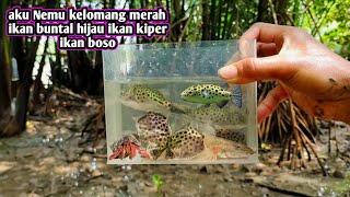 cari ikan untuk masuk akuarium kecil ini