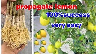 How to propagate LeMon tree from cuttings with Aloe Vera, very easy, 100% Success.