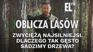 Zwyciężą najsilniejsi. Dlaczego tak gęsto sadzimy drzewa? | Oblicza lasów #65