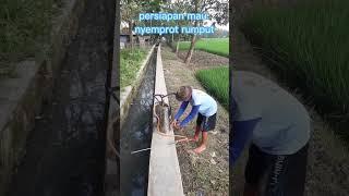 Menyemprot rumput dengan baik dan benar #shorts