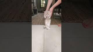 new cat dance