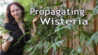 Propagating Wisteria: How to Grow a Beautiful Garden with Scarlett