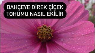 Bahçeye direk çiçek tohumu ekme nasıl yapılır