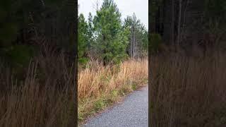 The swamp stop