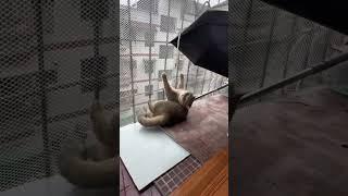 与伞玩耍的乌冬面play with umbrella #cat #cute#shorts