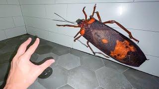 Pourquoi cet INSECTE était dans ma salle de bain...