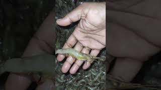 Backwater prawns - Vembanadu river