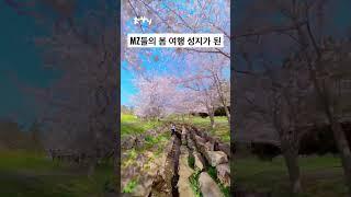 MZ들의 제주 벚꽃 성지가 된 예래생태공원 [4월 서귀포 가볼만한곳] #cherryblossom #spring #travel