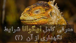 معرفی کامل  #ایگوانا    Iguanaو خصوصیات و شرایط نگهداری از آن قسمت دوم