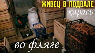 Живец карась на зиму в подвале // Как и где хранить живца зимой // Лучший живец карась для ловли щук