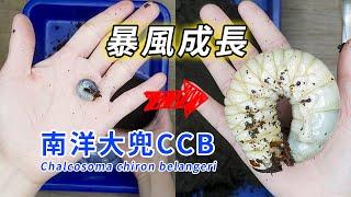 【山林蟲坊】暴風成長的南洋大兜CCB幼蟲 | Chalcosoma chiron belangeri (CCB): Lightning Fast Growth of The Larvae