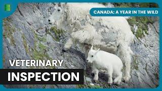 Rocky Mountains' Resilient Pikas - Canada: A Year In The Wild - Wildlife Documentary