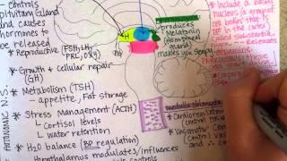 Brainstem