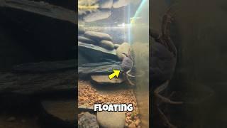 New Floating home for my CRAB! #shorts #ytshorts