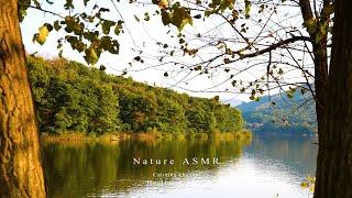 A forest colored with autumn leaves, a relaxing view of a calm lake,  quiet autumn lake ASMR.