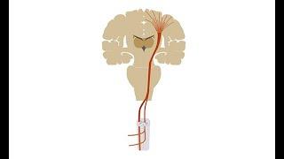 Diagnosing amyotrophic lateral sclerosis ALS