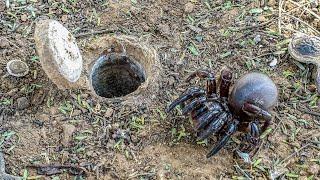 Discover the SECRET Life of the African Trapdoor Spider!