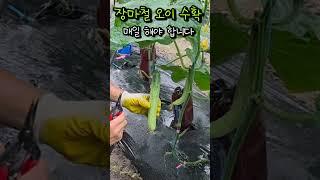 장마때는 오이 매일 따야됩니다