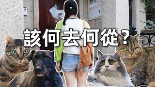 住了5年的房子突然被包租公收回，帶著15隻貓1隻狗的我該何去何從？｜李喜猫