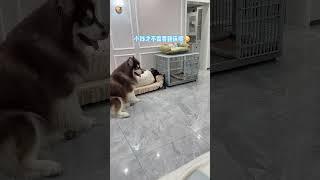 小钱的偏爱感动到啦 #阿拉斯加#dog#狗狗#宠物#pets