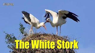 THE WHITE STROK -  THE UNIQUE BIRDS