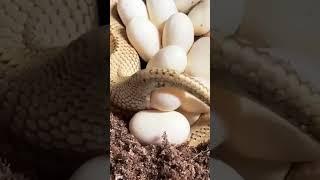 "Watch This! Rare Footage of a Snake Laying Eggs"